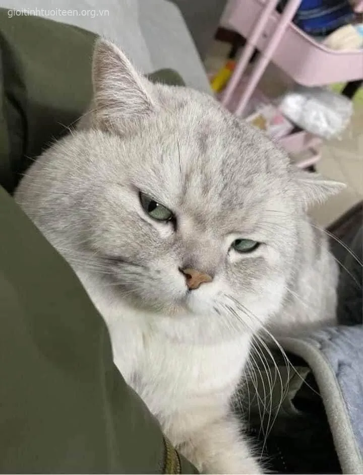 Meme hài mèo khó ở nhưng trông vẫn quá đáng yêu