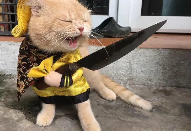 Ảnh troll mèo bực bội lan truyền khắp TikTok Việt