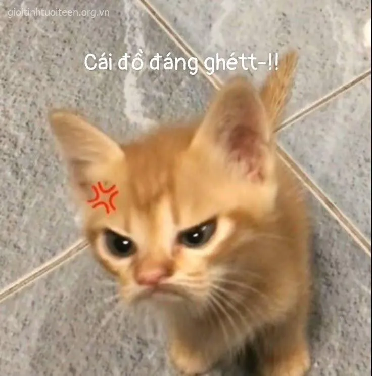 Meme vui mèo giận khiến người xem đồng cảm và bật cười