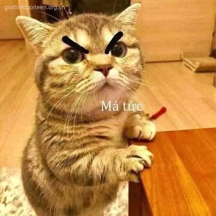 Meme vui mèo liếc chéo thể hiện “vibe mệt mỏi cực hạn”