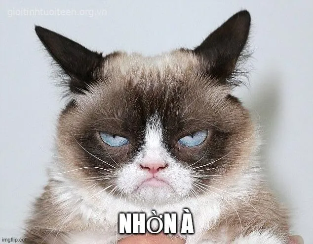 Ảnh troll mèo giận khiến người xem bật cười trong giây