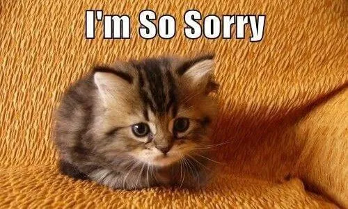 29 Ảnh vui chú mèo tai cụp tỏ vẻ ân hận.