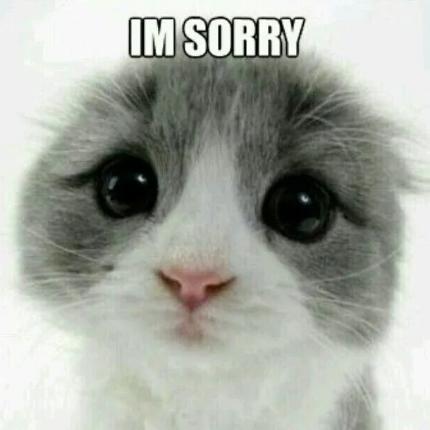 27 Hình troll mèo biểu cảm chân thành dễ mến.