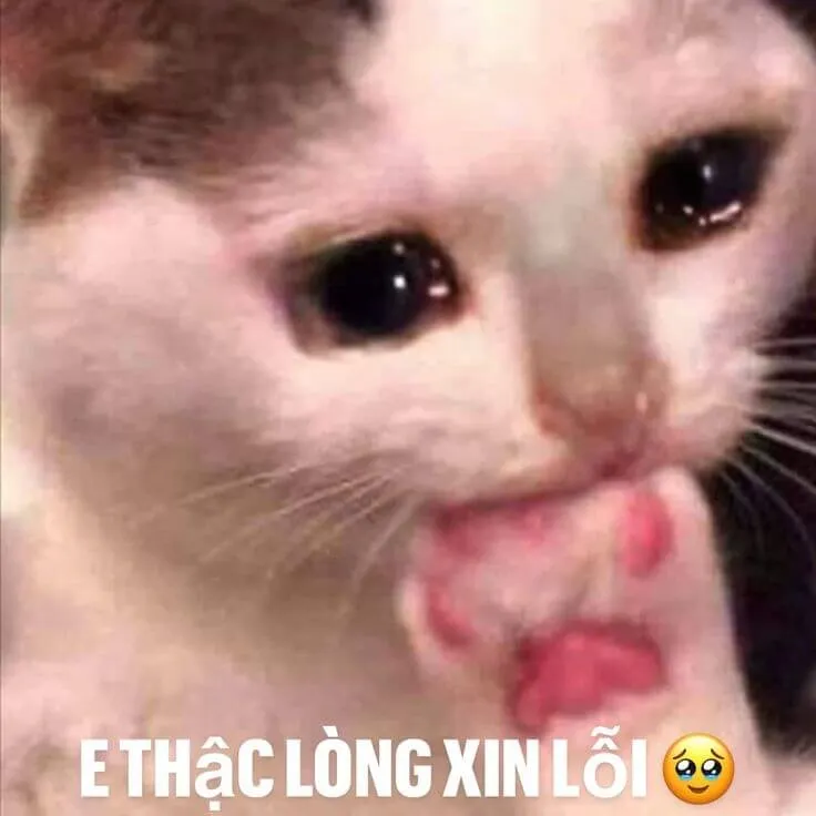 25 Ảnh chế mèo miệng mếu thể hiện hối hận.