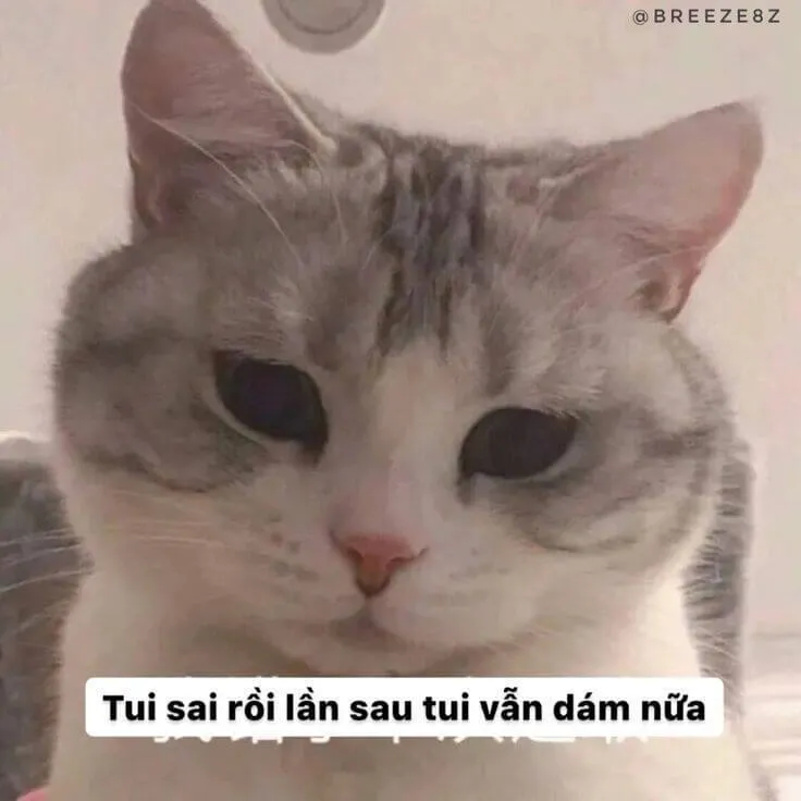 24 Meme hài caption “xin lỗi màaaa” gây bão.
