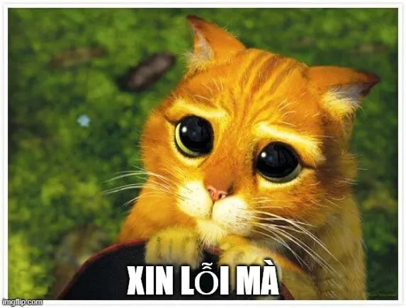 23 Meme mèo chắp tay đáng yêu kèm biểu cảm hối hận