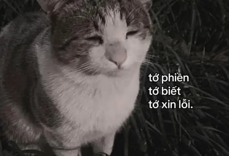 22 Meme chế “em sai rồi” nhìn cưng không chịu nổi.