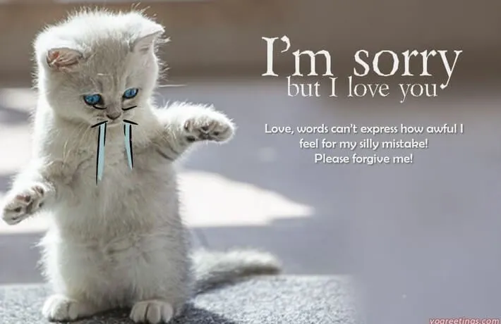 21 Ảnh meme mèo xin tha lỗi lan nhanh Facebook.