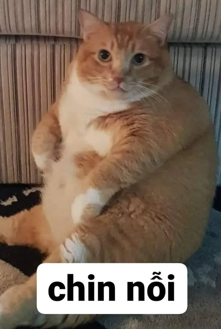 38 Biểu cảm mèo ngượng nghịu xin lỗi cực lầy