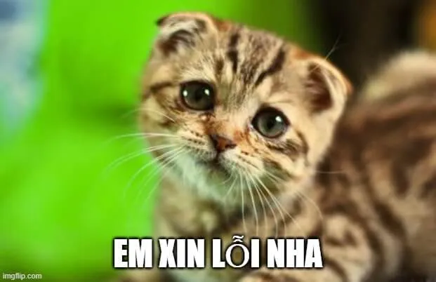 17 Meme hài ánh mắt mèo chân thành quá mức.