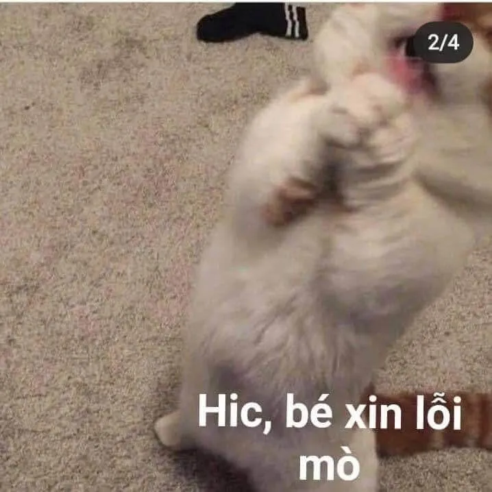 35 Mèo xin lỗi nhìn đáng thương mà vẫn buồn cười