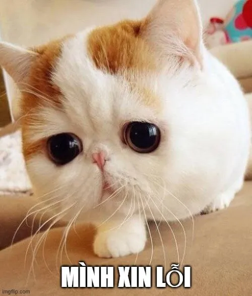 34 Mèo troll xin lỗi với đôi mắt long lanh