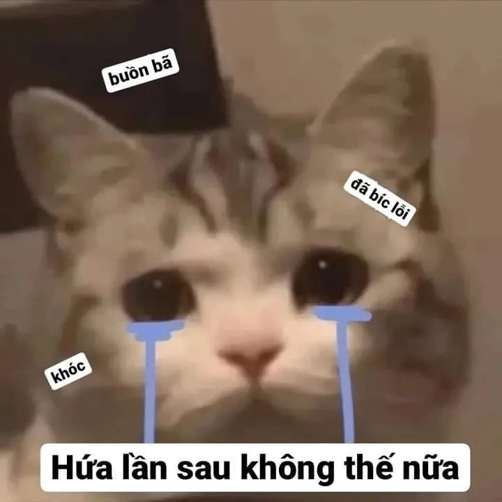 6 Hối lỗi phiên bản đáng yêu: meme mèo gây bão TikTok