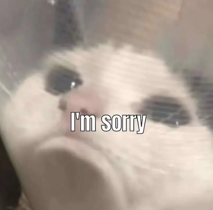 2 Mèo cúi đầu, mắt rưng rưng: meme xin lỗi khiến ai cũng mủi lòng
