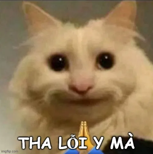 14 Meme mèo xin lỗi với ánh mắt rưng rưng.