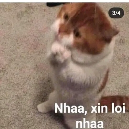 13 Meme mèo hối hận lan truyền khắp TikTok.