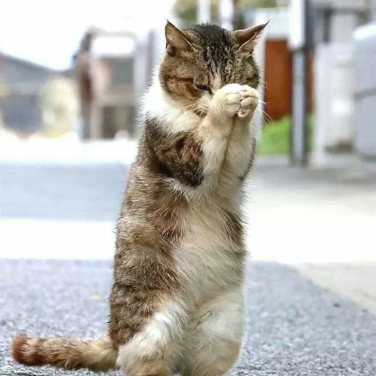 12 Ảnh chế mèo cúi đầu nhận lỗi đáng yêu.