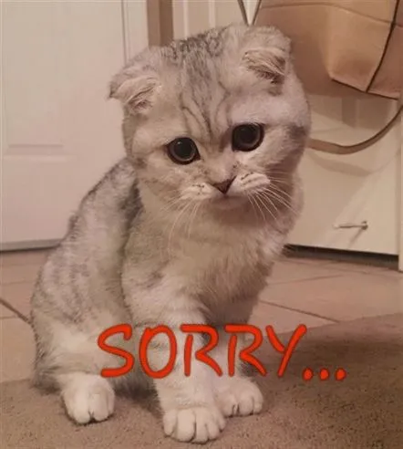 11 Mèo biết lỗi rồi mà: meme gây bão với vibe tội nghiệp siêu cưng