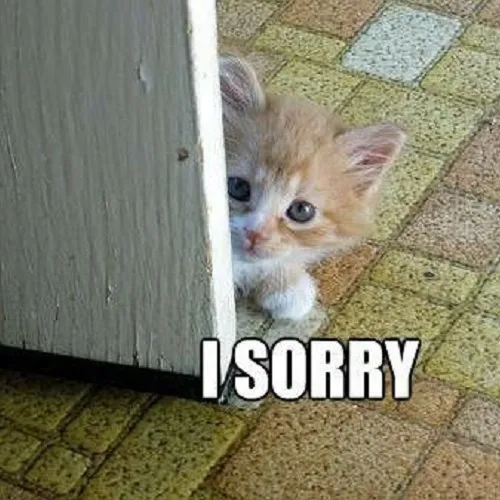 9 Meme mèo e thẹn xin lỗi với đôi mắt long lanh