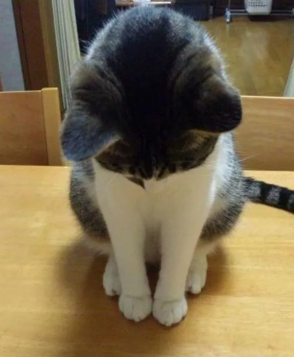 7 Cười xỉu với loạt ảnh mèo xin lỗi kiểu “tha cho em đi”