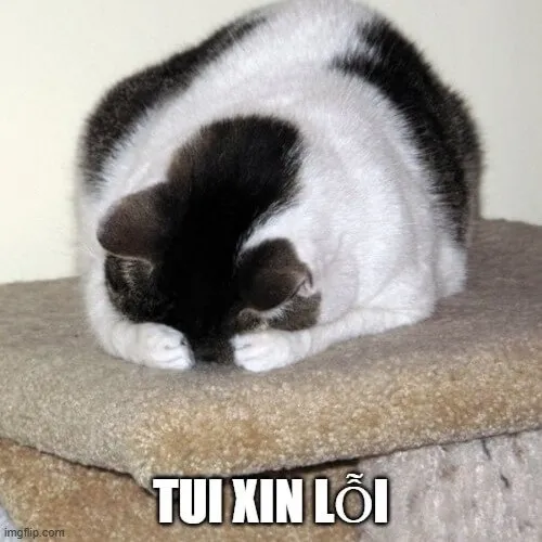 Khi mèo cúi đầu nhận lỗi và dân mạng tha thứ trong một giây Khi mèo cúi đầu nhận lỗi và dân mạng tha thứ trong một giây