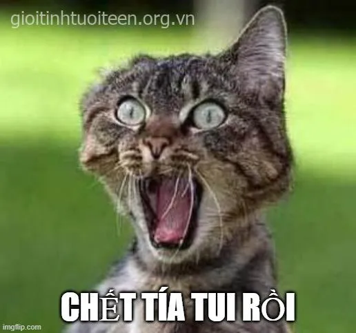 Bộ sưu tập meme mèo hoảng hốt khiến ai xem cũng cười xỉu