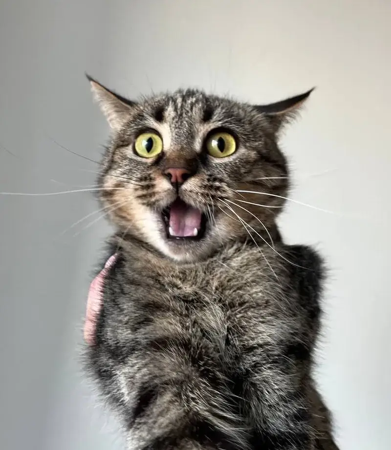 Khi meme mèo hoảng hốt trở thành “thánh biểu cảm” của mạng xã hội