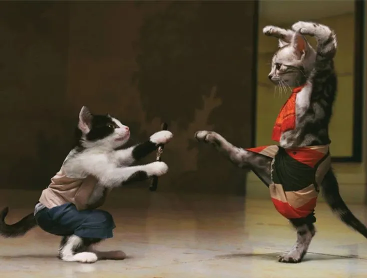 Bộ meme mèo đánh nhau khiến dân mạng cười ngất vì biểu cảm quá thật