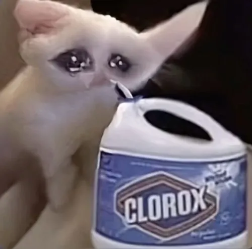 Mèo buồn và những caption khiến mạng xã hội đồng cảm