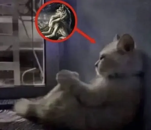 Khi meme mèo buồn trở thành biểu tượng cảm xúc lặng lẽ của dân mạng