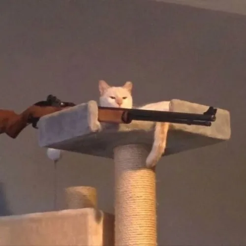 Khi meme mèo cầm súng ngắm khiến dân mạng cười rén
