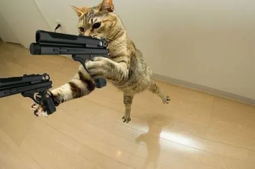 Ảnh chế mèo cầm 2 súng lục: phản ứng “đứng yên đó” hot trend