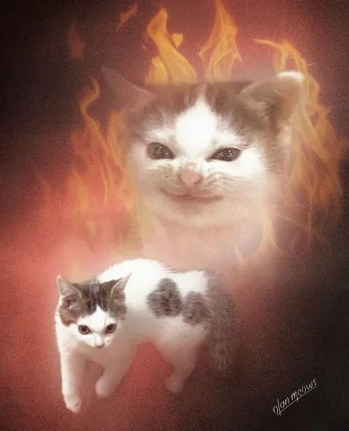 11 Meme troll mèo nhìn thẳng cười méo mó nhẹ