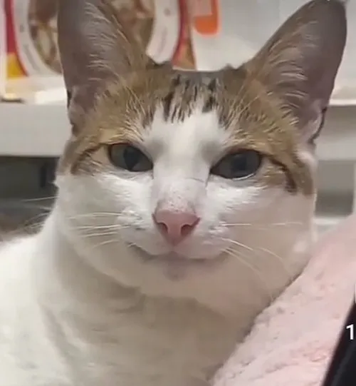 9 Meme chế mèo gian xảo kiểu “tao hiểu rồi nha”