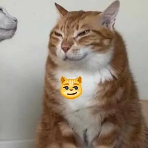 6 Ảnh troll mèo lông xù ánh nhìn gian manh