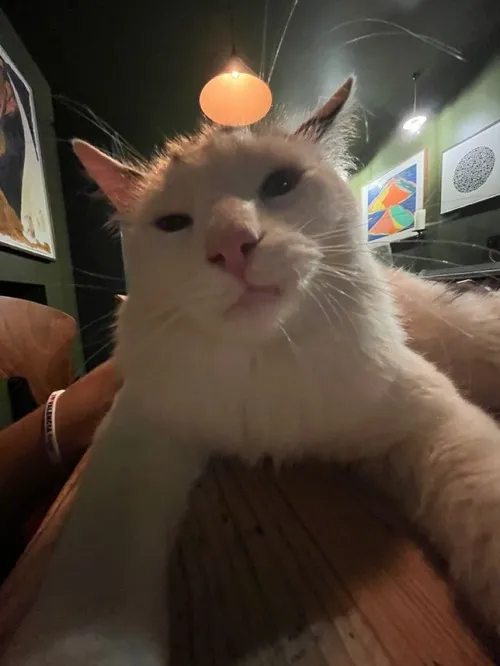 10 Meme chế mèo tinh ranh biểu cảm cực gắt