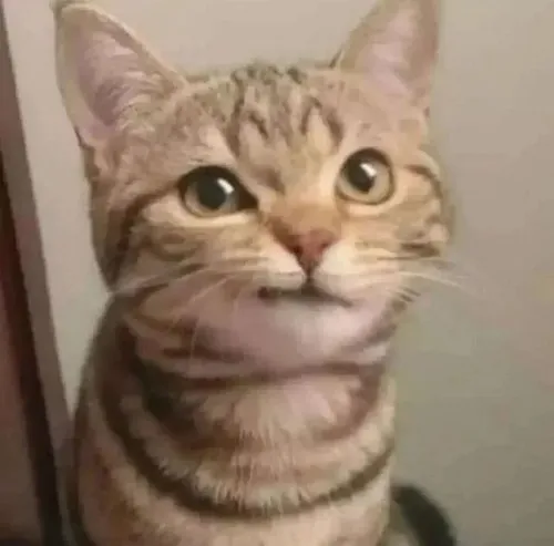 4 Ảnh troll mèo đắc ý nhe răng cười mỉa