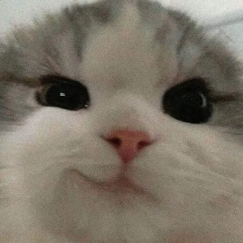 35 Meme Mèo Cười Đểu cười nhếch mép gương mặt cực kỳ nham hiểm