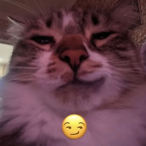 5 Meme hài mèo khinh khỉnh vẻ mặt kênh kiệu