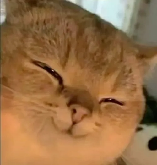 3 Hình vui mèo cười gian ánh mắt xéo sắc