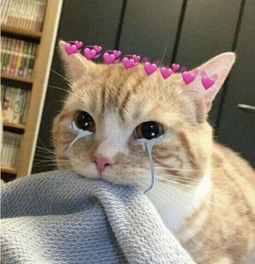 Bộ ảnh meme mèo cute khiến dân mạng “tan chảy” vì độ đáng yêu xỉu