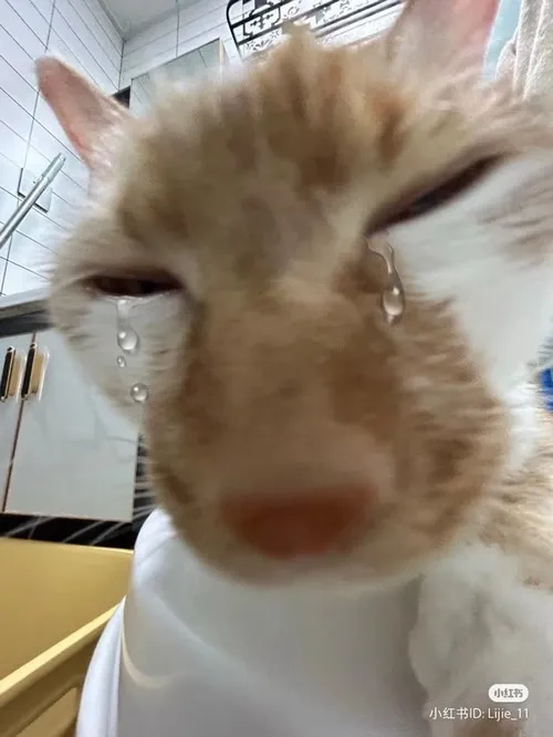 Hình mèo rơi nước mắt biểu cảm cực mạnh gây sốt