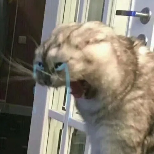 110+ Meme Mèo Khóc Lóc, Khóc Thét đáng thương nhìn chỉ muốn ôm một cái