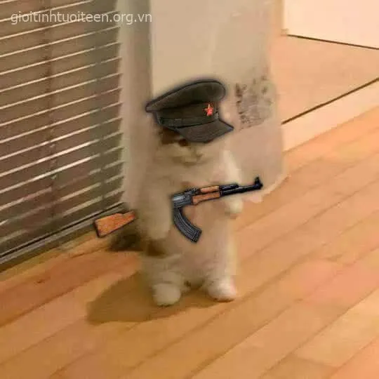 Meme troll bạn thân bằng mèo cảnh cáo siêu cưng