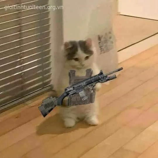 Meme mèo cầm súng: viral như bão giữa cộng đồng chế ảnh
