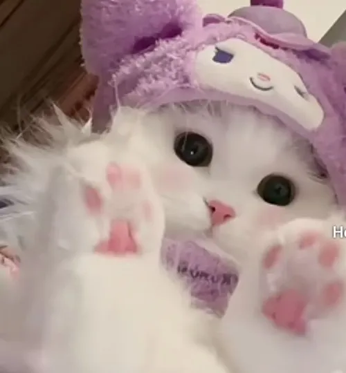 Meme hài mèo gương mặt “vô tri” tạo trend mạng xã hội