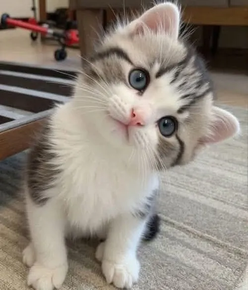 Vũ trụ meme mèo dễ thương và những biểu cảm “khó đỡ” nhất mạng xã hội