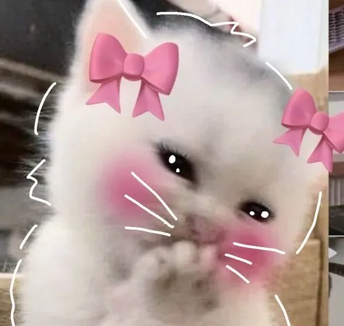 160+ ảnh Meme Mèo Cute biểu cảm đáng yêu như liều dopamine cho một ngày u ám