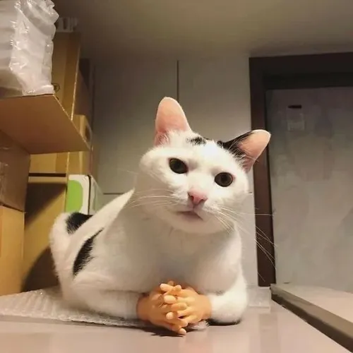 Câu chuyện về biểu cảm mèo gắt khiến trend TikTok nổ tung