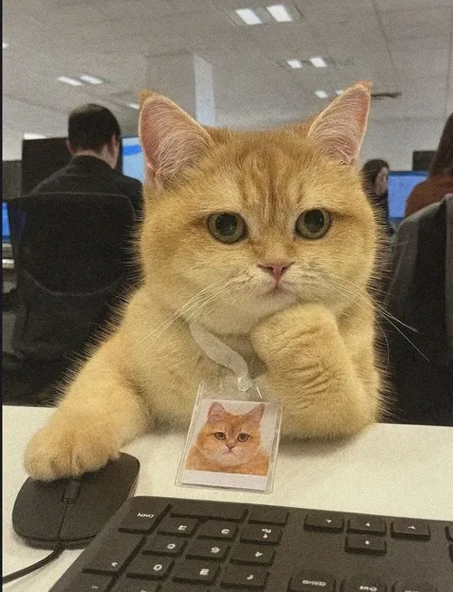 Khi meme mèo biến cơn buồn chán thành tiếng cười khó dừng